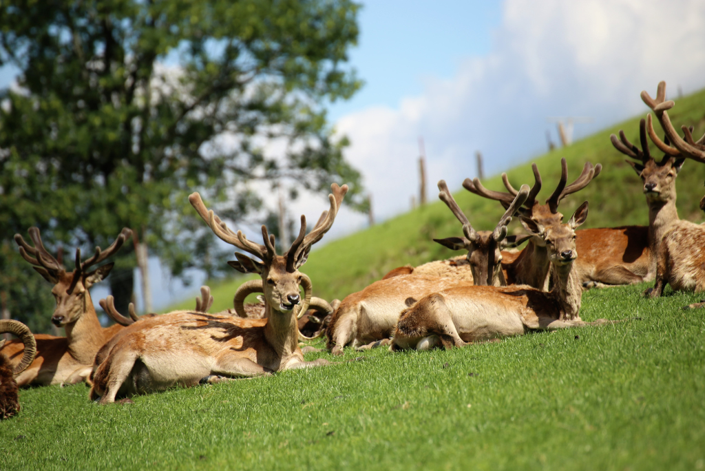 Cervo del Parco Naturale del Paneveggio