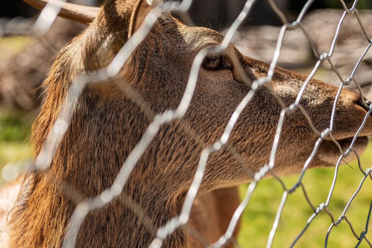 paneveggio-recinto dei cervi