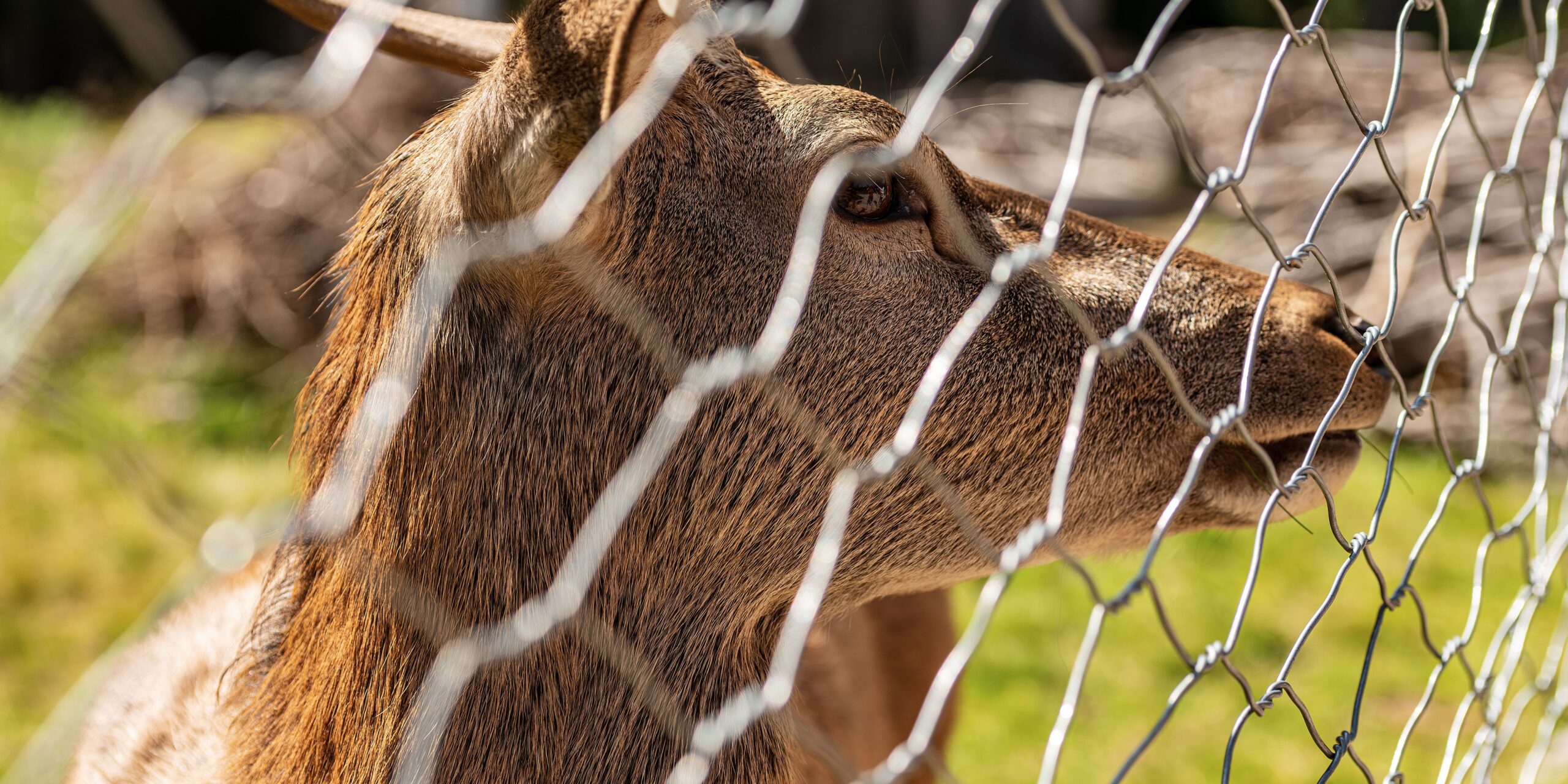 paneveggio-recinto dei cervi paneveggio-recinto dei cervi